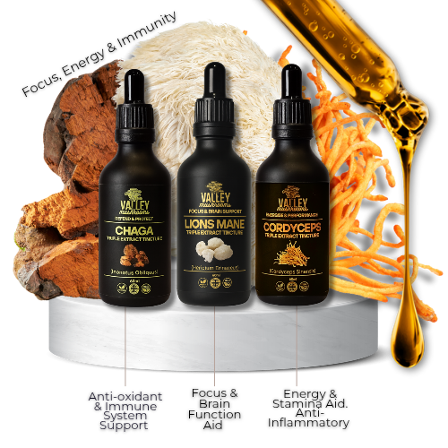 Chaga, Lion's Mane and Cordyceps tinctures on a white plinth with whole mushrooms behind