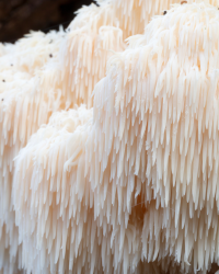 Lions Mane Triple Extract Tincture - 60ml