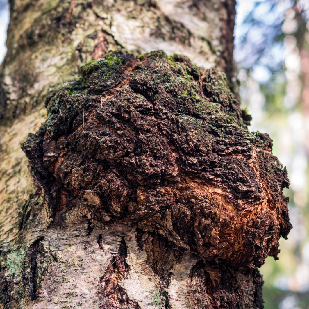 Chaga Triple Extract Tincture – 60ml