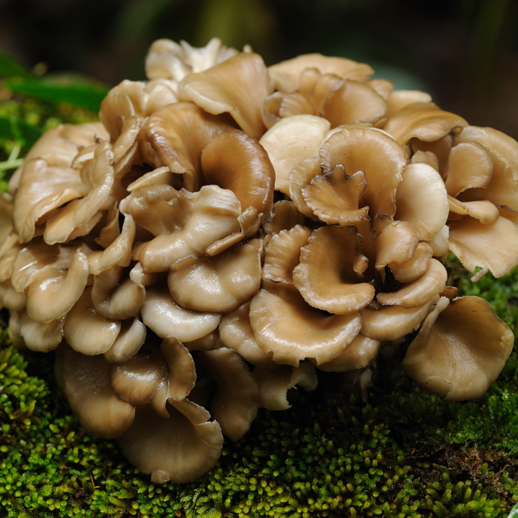 Maitake Triple Extract Tincture – 60ml