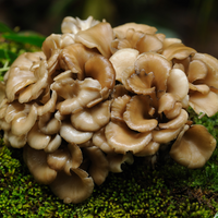 Maitake Triple Extract Tincture – 60ml