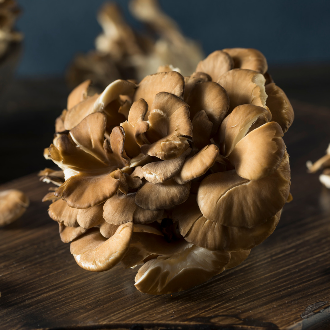 Maitake Triple Extract Tincture – 60ml