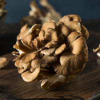 Maitake Triple Extract Tincture – 60ml