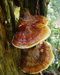 Reishi Triple Extract Tincture – 60ml