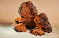 Chaga Triple Extract Tincture – 60ml