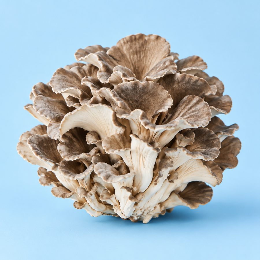 Maitake (Grifola frondosa)
