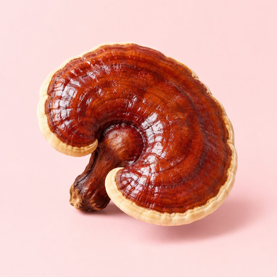 Reishi (Ganoderma lucidum)